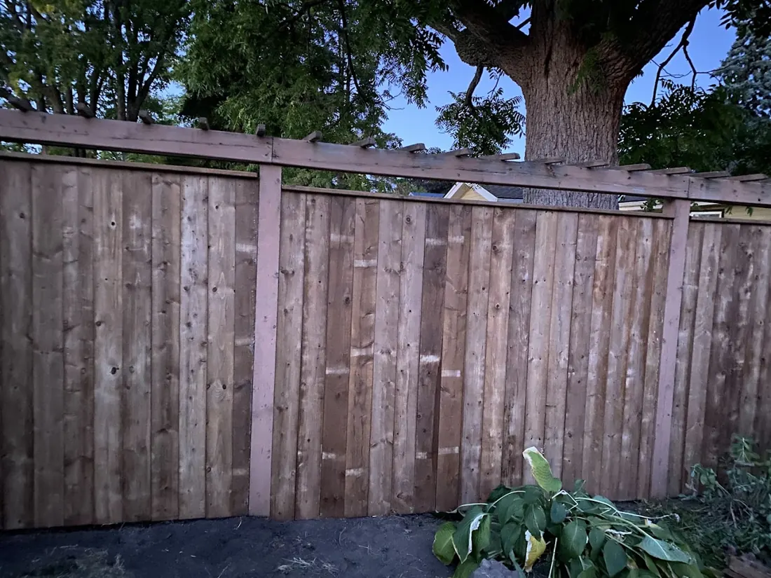 Stained cedar privacy fence with a hosta plant at its base