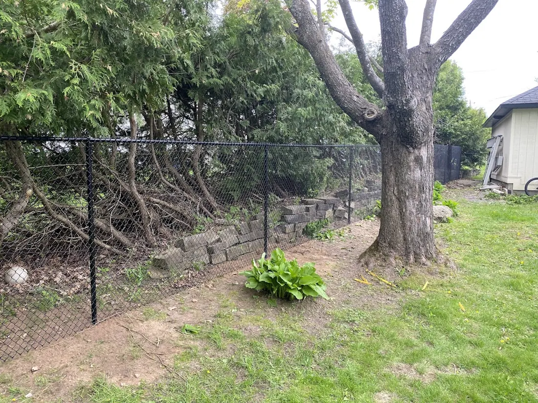 Black chain-link fence behind a large maple tree